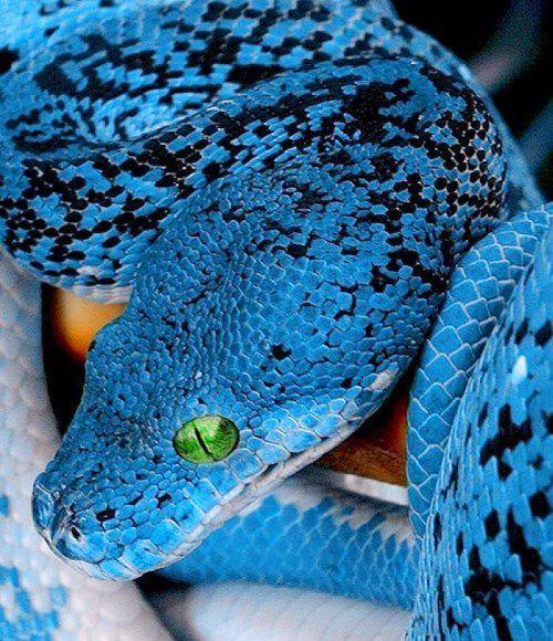 中国蓝色的蛇有哪些