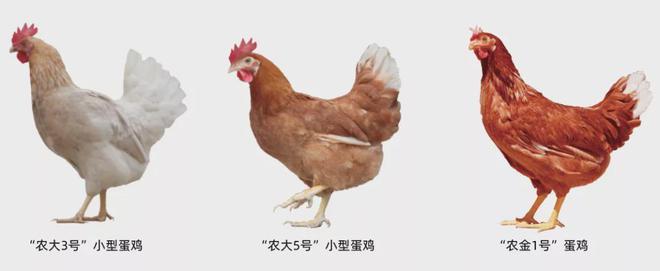中国蛋鸡肉鸡网