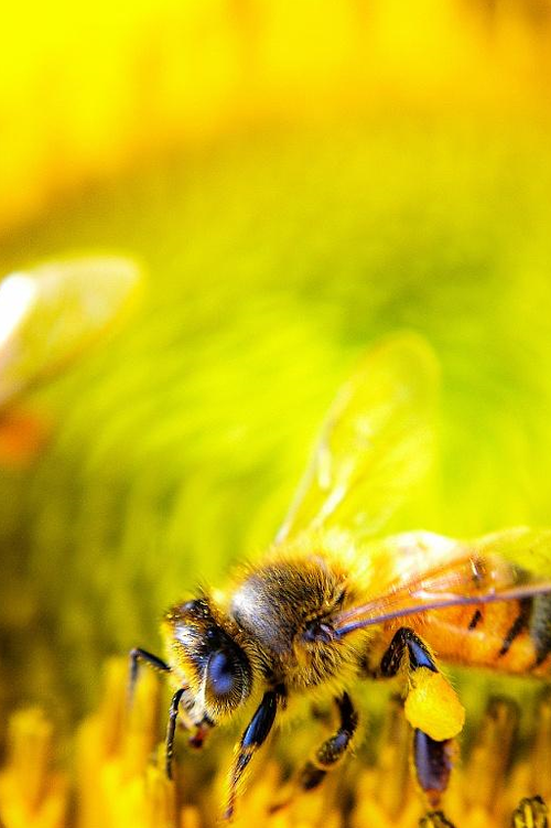 为什么蜜蜂要采蜜
