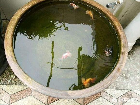 什么鱼能吃水池里的绿苔
