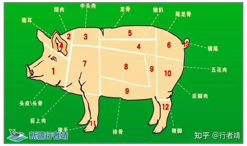 六分体猪肉是什么部位