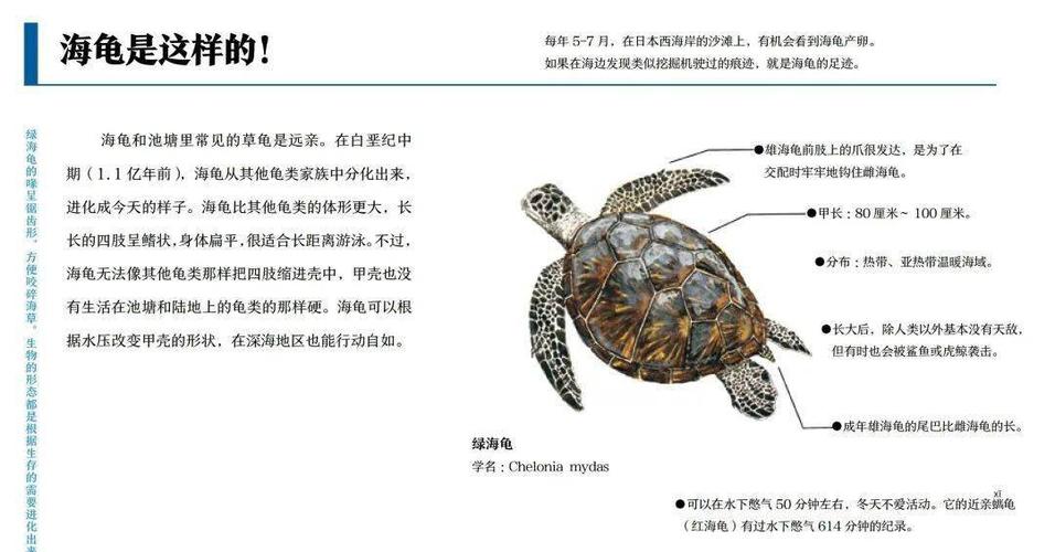 海龟的寿命