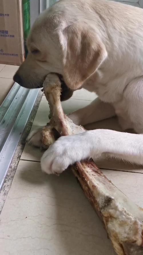 狗吞整块骨头能消化吗