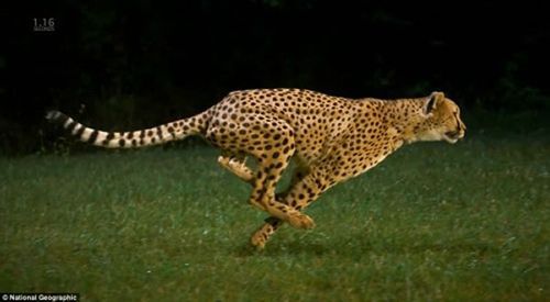 猎豹的速度100米多少秒