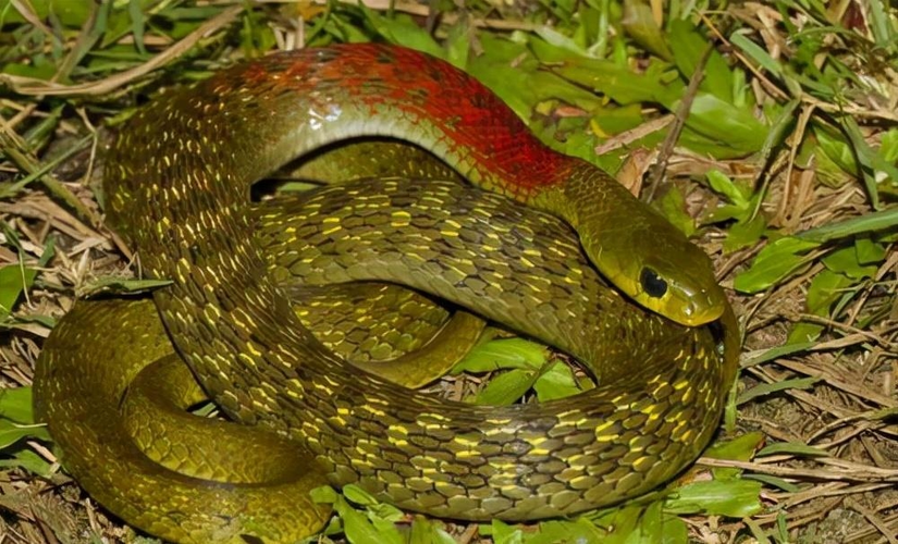 红颈蛇是毒蛇吗