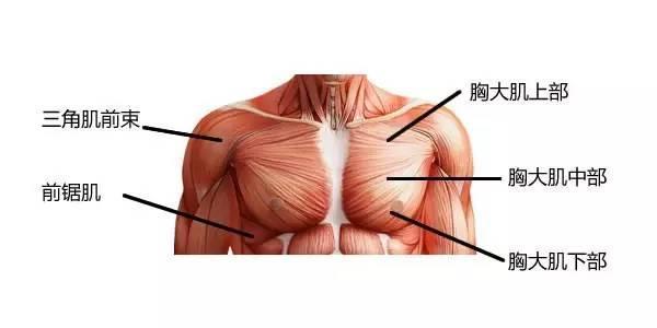 胸肌是什么触感