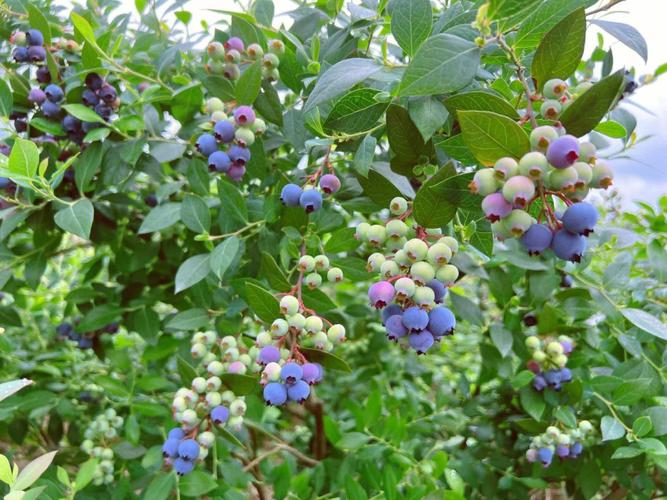 蓝莓什么季节成熟