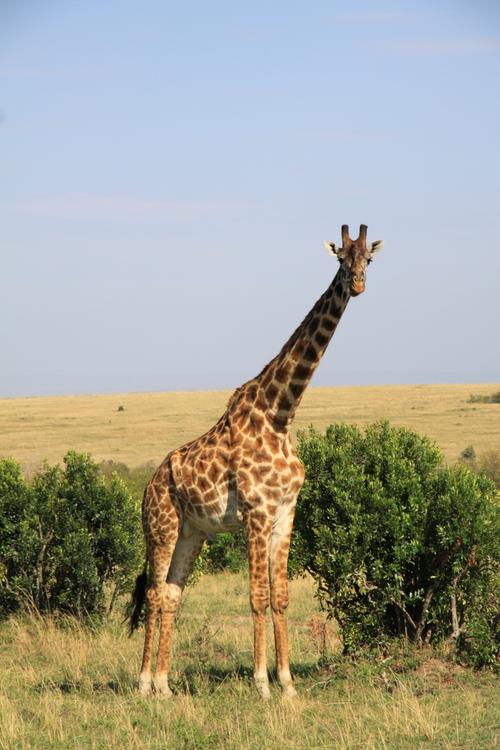 长颈鹿多高