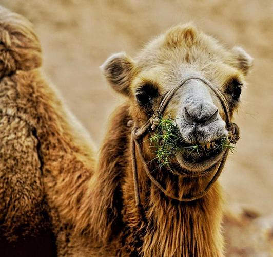 骆驼喜欢吃什么