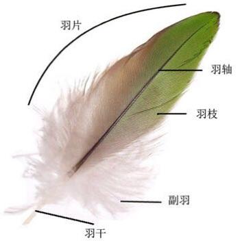 鸟的羽毛分为哪几种