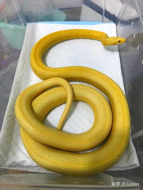 黄颜色的蛇有哪些