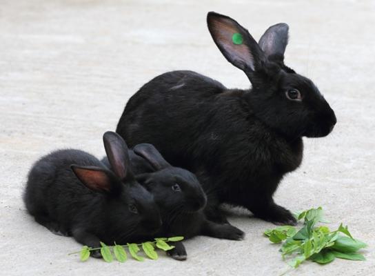黑兔子是什么品种