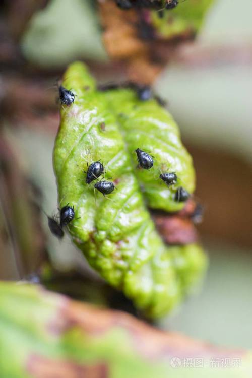 吃害虫的昆虫有哪些的相关图片