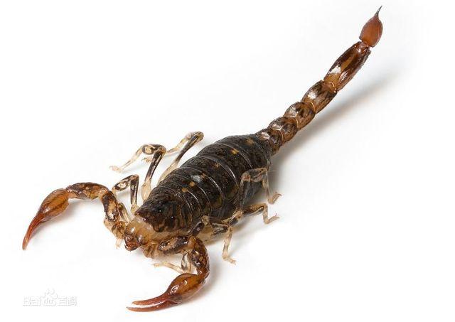 朗格多克蝎生活在什么海的沿岸的相关图片