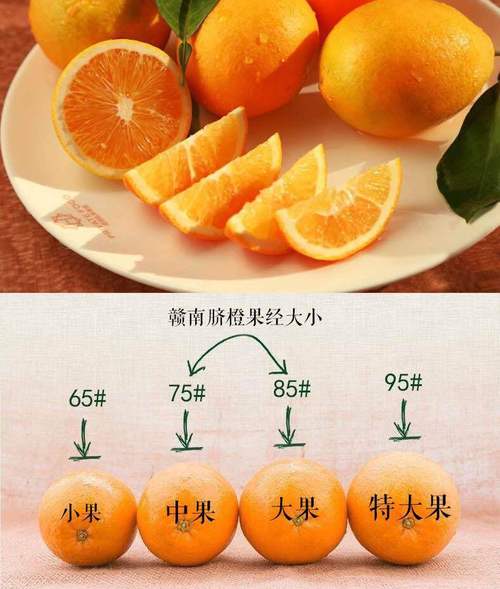 橙子怎么挑选好吃的的相关图片