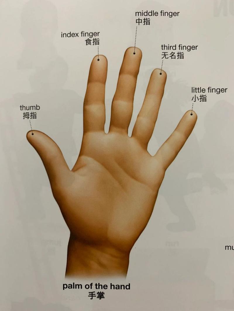 环指指的是哪个手指的相关图片