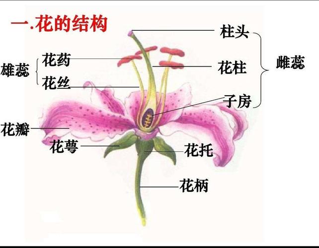 花的组成部分分别是什么的相关图片
