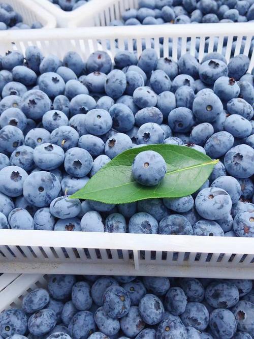 蓝莓常温可以放几天的相关图片