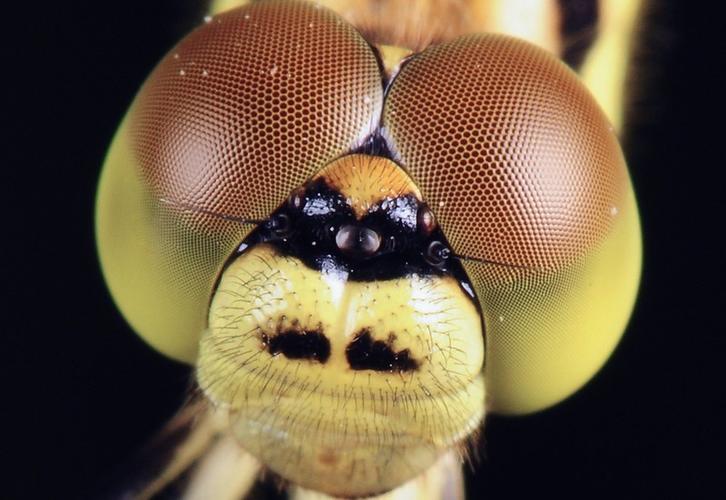 蜻蜓复眼的特点是什么的相关图片