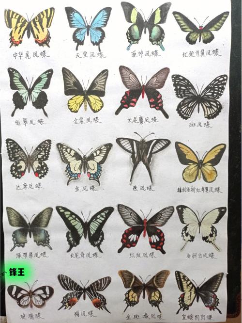 蝴蝶有几种颜色的相关图片