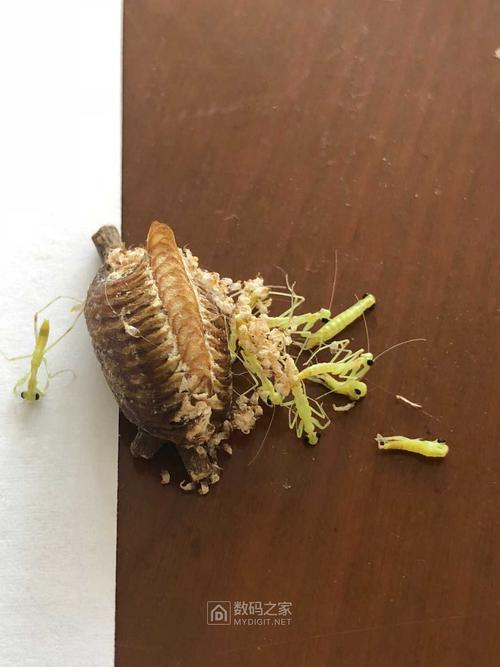 螳螂卵怎么孵化要什么条件的相关图片